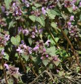 hluchavka nachová <i>(Lamium purpureum)</i> / Habitus