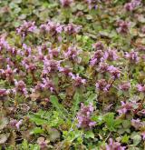 hluchavka nachová <i>(Lamium purpureum)</i> / Habitus
