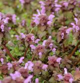 hluchavka nachová <i>(Lamium purpureum)</i> / Habitus