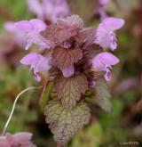 hluchavka nachová <i>(Lamium purpureum)</i> / Květ/Květenství