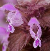 hluchavka nachová <i>(Lamium purpureum)</i> / Květ/Květenství