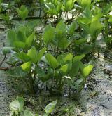vachta trojlistá <i>(Menyanthes trifoliata)</i>