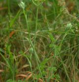 paprska velkokvětá <i>(Orlaya grandiflora)</i> / Habitus