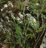 paprska velkokvětá <i>(Orlaya grandiflora)</i> / Habitus