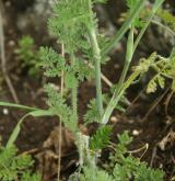 paprska velkokvětá <i>(Orlaya grandiflora)</i> / List