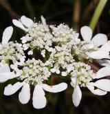 paprska velkokvětá <i>(Orlaya grandiflora)</i>