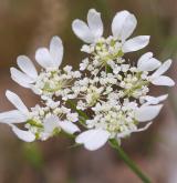 paprska velkokvětá <i>(Orlaya grandiflora)</i> / Květ/Květenství
