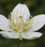 tolije bahenní <i>(Parnassia palustris)</i>