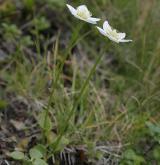 tolije bahenní <i>(Parnassia palustris)</i> / Habitus