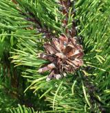 borovice kleč <i>(Pinus mugo)</i> / Plod