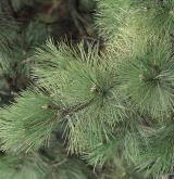 borovice černá <i>(Pinus nigra)</i> / List