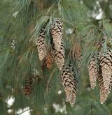 borovice vejmutovka <i>(Pinus strobus)</i> / Plod
