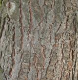 borovice vejmutovka <i>(Pinus strobus)</i> / Borka kmene