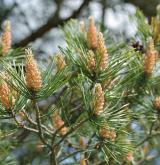 borovice lesní <i>(Pinus sylvestris)</i> / Květ/Květenství