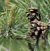 borovice lesní <i>(Pinus sylvestris)</i> / Plod