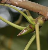 topol balzámový <i>(Populus balsamifera)</i> / Větve a pupeny