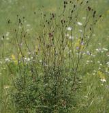 krvavec toten <i>(Sanguisorba officinalis)</i>