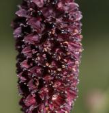 krvavec toten <i>(Sanguisorba officinalis)</i> / Květ/Květenství