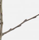 vrba velkolistá <i>(Salix appendiculata)</i> / Větve a pupeny