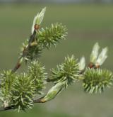 vrba jíva <i>(Salix caprea)</i> / Květ/Květenství