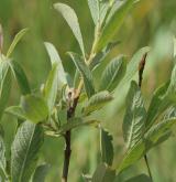 vrba popelavá <i>(Salix cinerea)</i> / Habitus