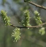 vrba popelavá <i>(Salix cinerea)</i> / Květ/Květenství