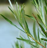 vrba šedá <i>(Salix elaeagnos)</i> / List