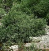 vrba šedá <i>(Salix elaeagnos)</i> / Habitus