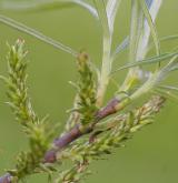 vrba šedá <i>(Salix elaeagnos)</i> / Plod