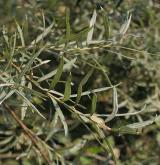 vrba šedá <i>(Salix elaeagnos)</i> / List
