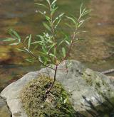 vrba šedá <i>(Salix elaeagnos)</i> / Habitus