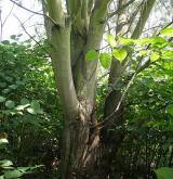 vrba šedá <i>(Salix elaeagnos)</i> / Borka kmene