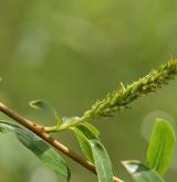 vrba křehká <i>(Salix euxina)</i> / Květ/Květenství