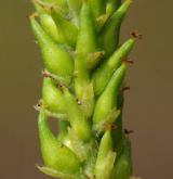 vrba křehká <i>(Salix euxina)</i> / Květ/Květenství