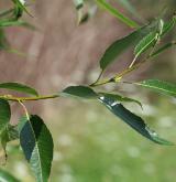 vrba křehká <i>(Salix euxina)</i> / List