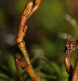 vrba bylinná <i>(Salix herbacea)</i> / Větve a pupeny