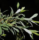 vrba nachová <i>(Salix purpurea)</i> / Habitus