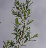 vrba nachová <i>(Salix purpurea)</i> / Habitus