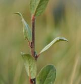 vrba plazivá <i>(Salix repens)</i> / Větve a pupeny