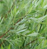 vrba rozmarýnolistá <i>(Salix rosmarinifolia)</i> / Habitus