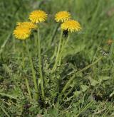 pampeliška mnohoúborná <i>(Taraxacum [T] linearisquameum)</i> / Habitus