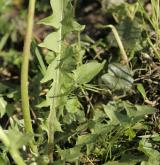 pampeliška mnohoúborná <i>(Taraxacum [T] linearisquameum)</i> / List