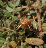 kotvičník zemní <i>(Tribulus terrestris)</i>