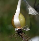 česnek viničný <i>(Allium vineale)</i> / Zásobní orgán/orgán klonálního růstu