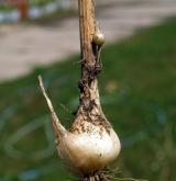 česnek planý <i>(Allium oleraceum)</i>