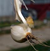 česnek planý <i>(Allium oleraceum)</i> / Zásobní orgán/orgán klonálního růstu