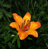 lilie cibulkonosná <i>(Lilium bulbiferum)</i>