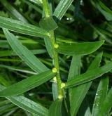 lilie cibulkonosná <i>(Lilium bulbiferum)</i>