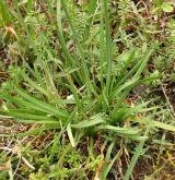 česnek šerý <i>(Allium senescens)</i> / List