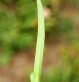 česnek šerý <i>(Allium senescens)</i> / List